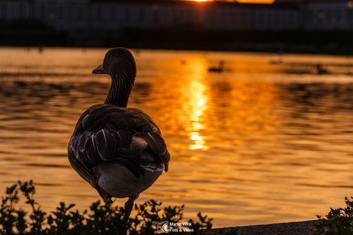 Fototrainer Wink | Wildlife | Sportfotograf auf alleFotografen