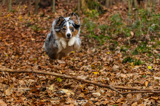 Fototrainer Wink | Hunde | Hochzeitsfotograf auf alleFotografen