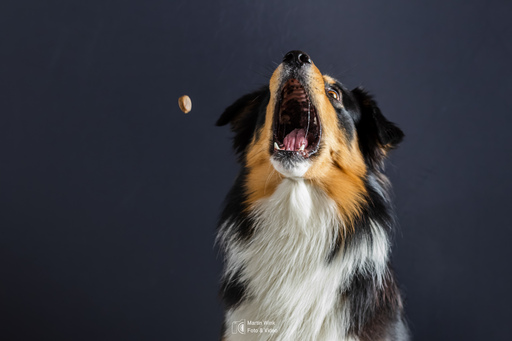 Fototrainer Wink | Hunde | Hochzeitsfotograf auf alleFotografen