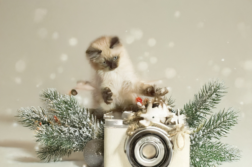 Kathis Tierfotografie  | mix | Tierfotograf auf alleFotografen