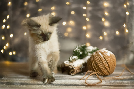 Kathis Tierfotografie  | mix | Tierfotograf auf alleFotografen