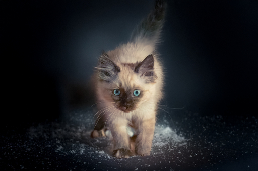 Kathis Tierfotografie  | mix | Pferdefotograf auf alleFotografen