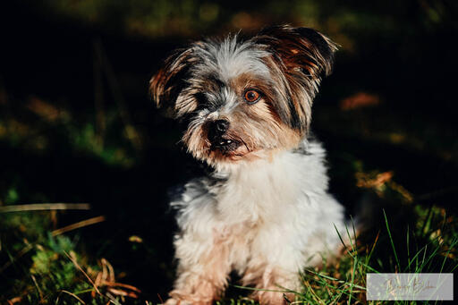Denise Blohm | Hundeportrait | Portraitfotograf auf alleFotografen