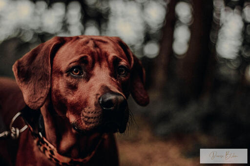 Denise Blohm | Hundeportrait | Portraitfotograf auf alleFotografen