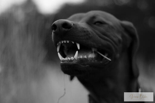 Denise Blohm | Hundeportrait | Imagefotograf auf alleFotografen