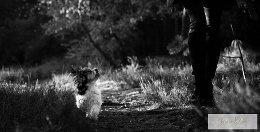 Denise Blohm | Hundeportrait | Kinderfotograf auf alleFotografen