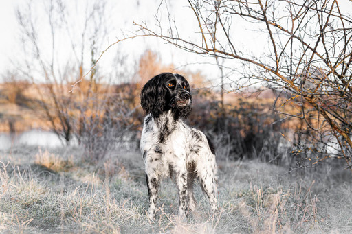 Bambifotografie | Hunde | Sportfotograf auf alleFotografen
