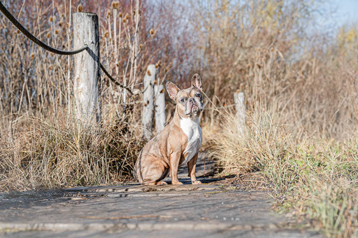 Bambifotografie | Hunde | Tierfotograf auf alleFotografen