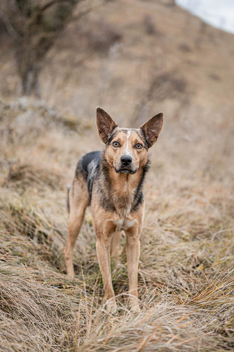 Bambifotografie | Hunde | Werbefotograf auf alleFotografen
