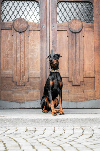Bambifotografie | Hunde | Tierfotograf auf alleFotografen