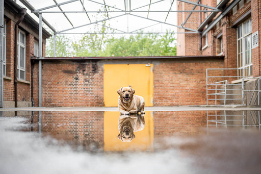 Bambifotografie | Hunde | Paarfotograf auf alleFotografen