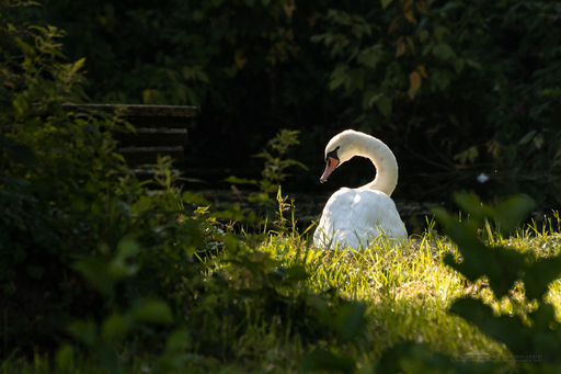 Saaleland-Photography | Natur | Tierfotograf auf alleFotografen