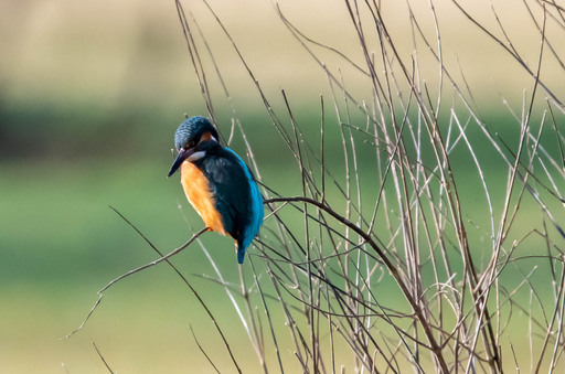 ML Fotografie | Tiere 2 | Pferdefotograf auf alleFotografen