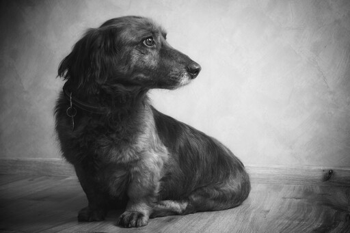 André Weber | Photo-Andy | Tierisches | Passbildfotograf auf alleFotografen