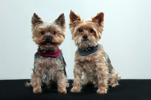 André Weber | Photo-Andy | Tierisches | Aktfotograf auf alleFotografen