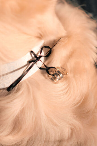 Francesco Calarota Photography | Wedding | Imagefotograf auf alleFotografen