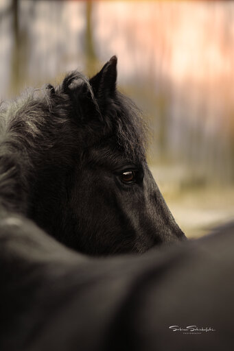 Sabine Schiebofski Photography | Tierfotografie | Hundefotograf auf alleFotografen