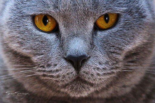 Sabine Schiebofski Photography | Tierfotografie | Paarfotograf auf alleFotografen