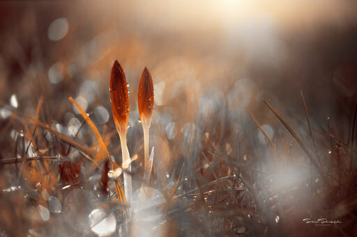 Sabine Schiebofski Photography | Naturfotografie | Kinderfotograf auf alleFotografen