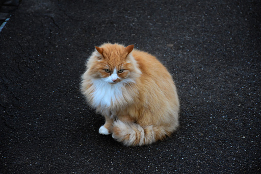 hobby_photographer44 | Tierfotografi | Sportfotograf auf alleFotografen