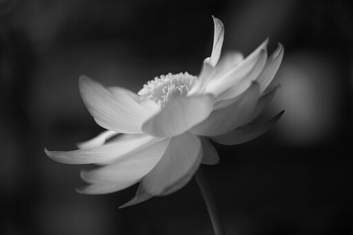 Daniela Haushälter | Freie Arbeiten | Kunstfotograf auf alleFotografen
