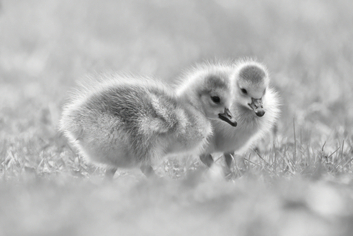 Michael Hechler Nature Photography | Portfolio | Stockfotograf auf alleFotografen