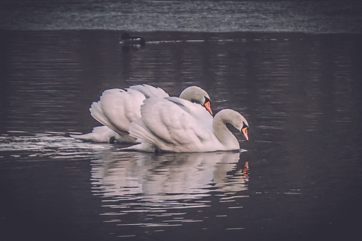 Ahnithing Photography | Natur | Konzertfotograf auf alleFotografen