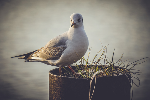 Ahnithing Photography | Natur | Luftbildfotograf auf alleFotografen