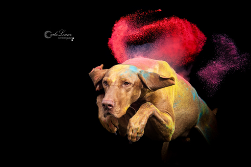 Tierfotografie Carla Lorenz  | Hundefotografie  | Sportfotograf auf alleFotografen