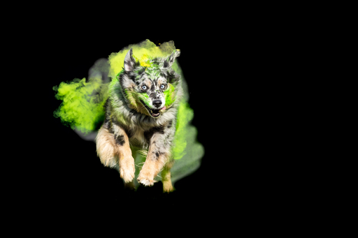 Tierfotografie Carla Lorenz  | Hundefotografie  | Werbefotograf auf alleFotografen