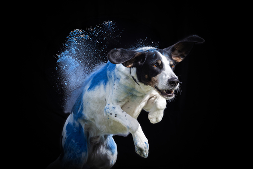 Tierfotografie Carla Lorenz  | Holi Farbbilder | Werbefotograf auf alleFotografen