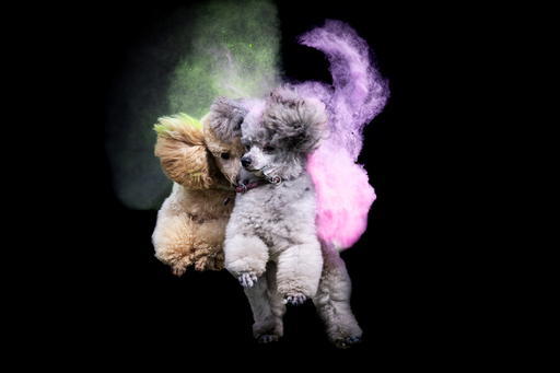 Tierfotografie Carla Lorenz  | Holi Farbbilder | Stockfotograf auf alleFotografen