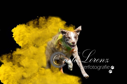 Tierfotografie Carla Lorenz  | Holi Farbbilder | Pferdefotograf auf alleFotografen