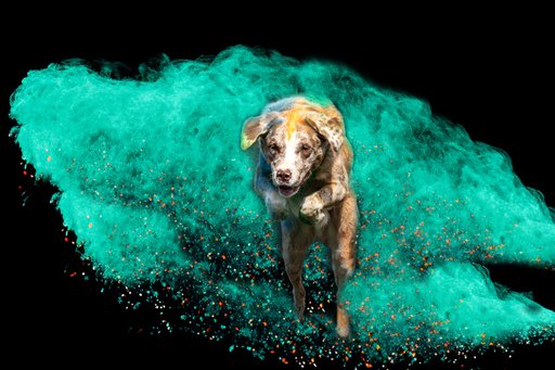 Tierfotografie Carla Lorenz  | Holi Farbbilder | Tierfotograf auf alleFotografen