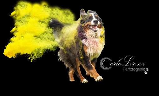 Tierfotografie Carla Lorenz  | Holi Farbbilder | Stockfotograf auf alleFotografen