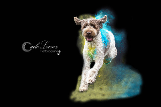 Tierfotografie Carla Lorenz  | Holi Farbbilder | Pferdefotograf auf alleFotografen