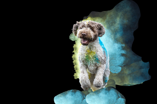 Tierfotografie Carla Lorenz  | Holi Farbbilder | Pferdefotograf auf alleFotografen