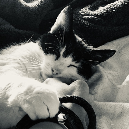 iNelloP | Katzen. | Kunstfotograf auf alleFotografen