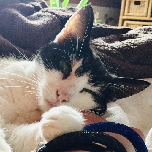 iNelloP | Katzen. | Kunstfotograf auf alleFotografen