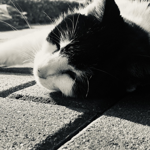 iNelloP | Katzen. | Industriefotograf auf alleFotografen