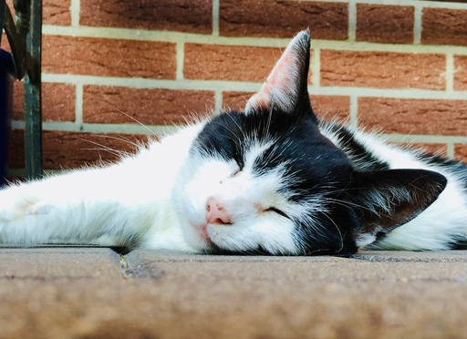 iNelloP | Katzen. | Architekturfotograf auf alleFotografen