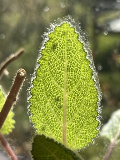 Sandra Heiber | Seelenfotos | Stockfotograf auf alleFotografen